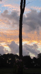 img_2917_thumb.jpg