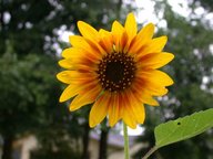 sunflower1_thumb.jpg