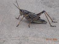 grasshopper2_thumb.jpg