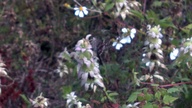 2012-10-27_13-36-28_823_thumb.jpg