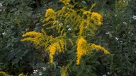 goldenrod20121005_thumb.jpg