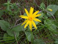heartleaf_arnica_thumb.jpg