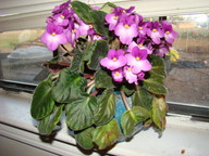 dsc01790_thumb.jpg