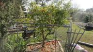 img_3244_thumb.jpg