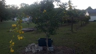 lemon_harvest2_thumb.jpg