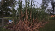 sugarcane1_thumb.jpg