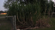 sugarcane2_thumb.jpg