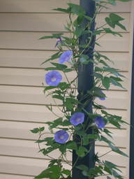 morningglory3_thumb.jpg