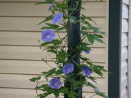 morningglory4_thumb.jpg