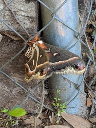 20180414_cecropia_silk_moth2_thumb.jpg