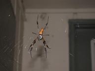 spider1_thumb.jpg