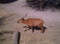IMG00100-20100304-1426a_thumb.jpg