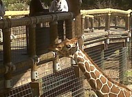 IMG00102-20100304-1436_thumb.jpg