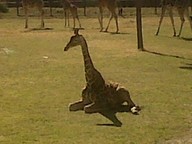 IMG00103-20100304-1437_thumb.jpg