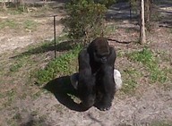 IMG00109-20100304-1503_thumb.jpg
