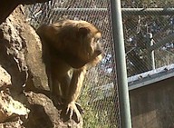 IMG00117-20100304-1527_thumb.jpg