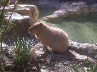 IMG00120-20100304-1528_thumb.jpg
