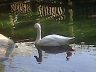 IMG00121-20100304-1530_thumb.jpg