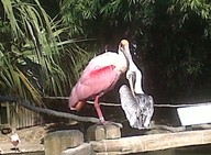 IMG00123-20100304-1532_thumb.jpg
