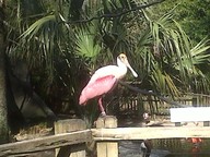 IMG00124-20100304-1532_thumb.jpg
