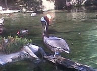 IMG00125-20100304-1533_thumb.jpg