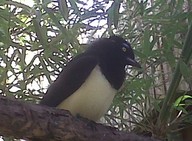 IMG00126-20100304-1534_thumb.jpg