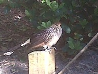 IMG00128-20100304-1536_thumb.jpg