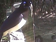 IMG00129-20100304-1536_thumb.jpg