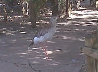 IMG00130-20100304-1537_thumb.jpg