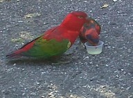 IMG00147-20100304-1559_thumb.jpg