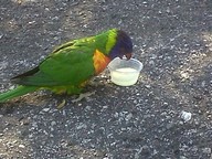 IMG00148-20100304-1600_thumb.jpg