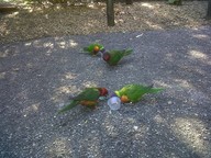 IMG00149-20100304-1601_thumb.jpg