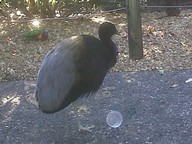IMG00151-20100304-1603_thumb.jpg