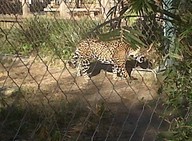 IMG00158-20100304-1637_thumb.jpg