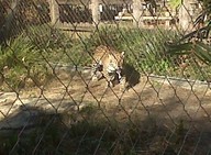 IMG00159-20100304-1638_thumb.jpg