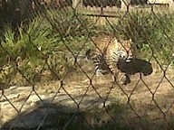 IMG00160-20100304-1638_thumb.jpg