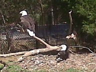 img00090-20100304-1330_thumb.jpg