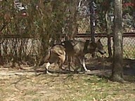 img00095-20100304-1334_thumb.jpg
