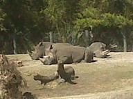 img00097-20100304-1400_thumb.jpg
