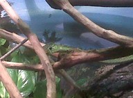 img00098-20100304-1418_thumb.jpg