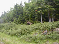 moose_thumb.jpg