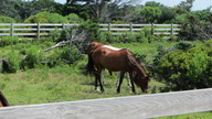 ocracoke_ponies_thumb.jpg