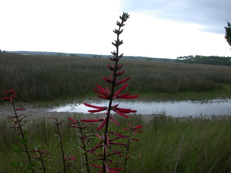 flower2_thumb.jpg