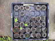 seedlings_thumb.jpg
