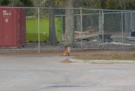 fox_thumb.jpg